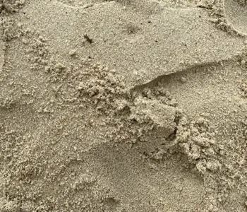 Plastikabbau durch Mikroorganismen