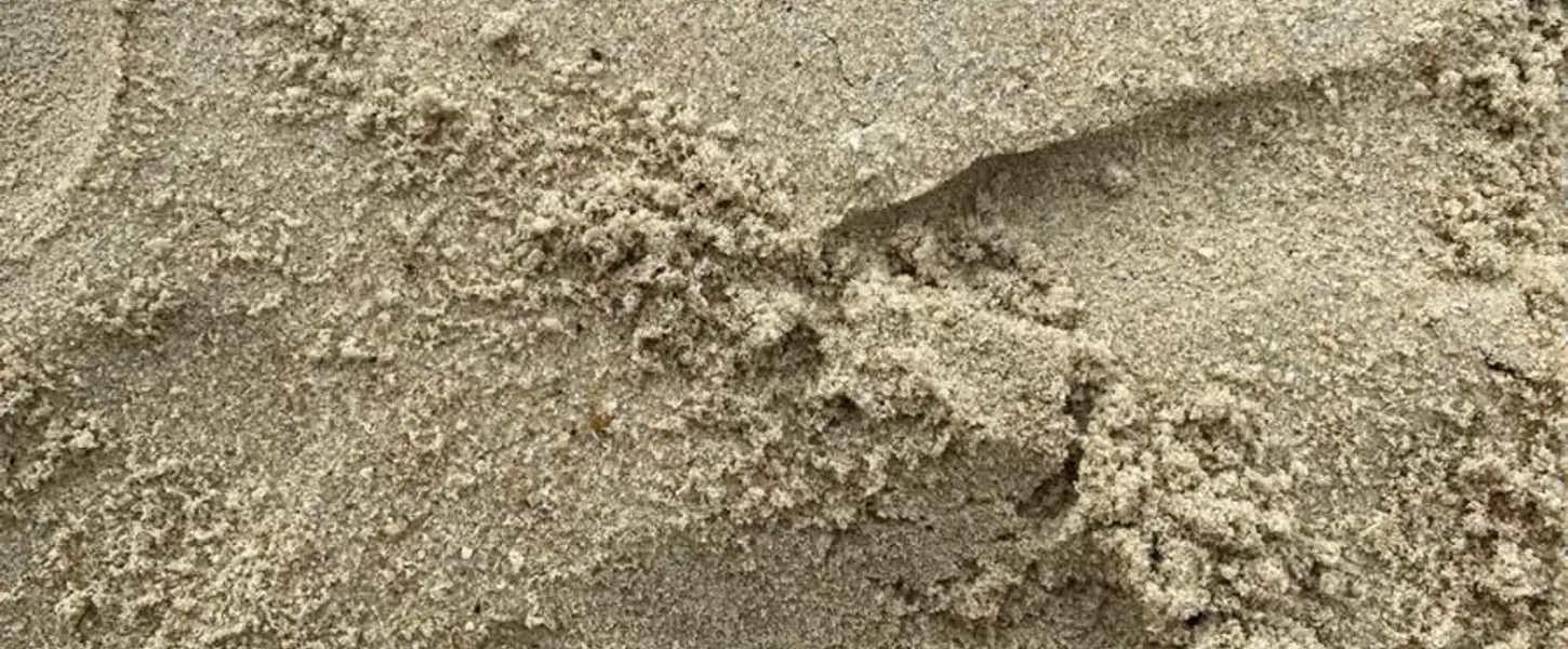 Plastikabbau durch Mikroorganismen
