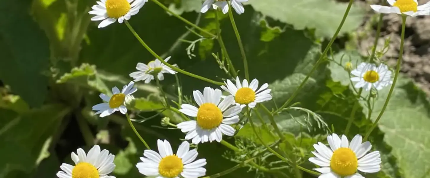 Die Biologie befassen sich mit dem Leben auf der Erde und deren Interaktionen.